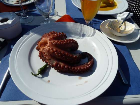 Polpo