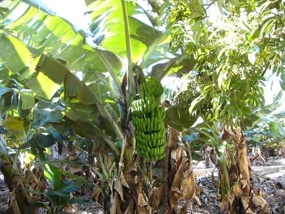 Banane