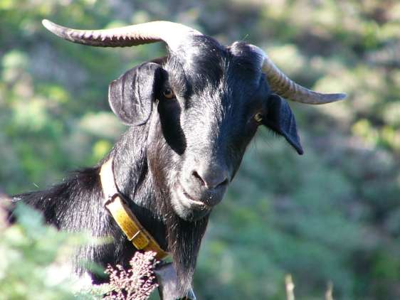 Capra