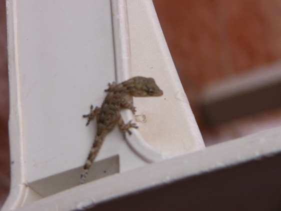 Geco