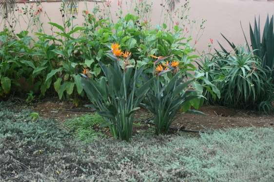 Strelitzia