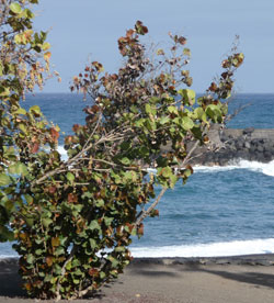 Veduta Puerto